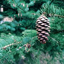 Close-up of pine cone on tree