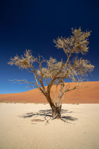 Tree in desert against sky