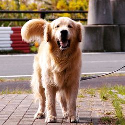 Close-up of dog