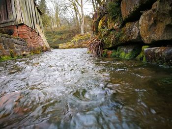 Surface level of river flowing amidst trees