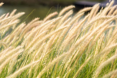 Close-up of wheat growing on field