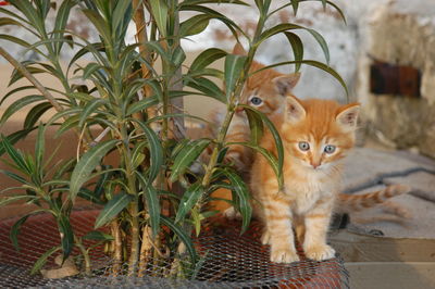 Kitten living in valletta, malta