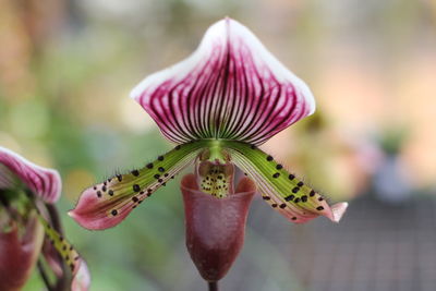 Close-up of honey bee on pink flower