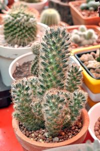 High angle view of succulent plant in pot