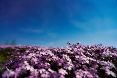 Close-up of purple flowering plant against blue sky