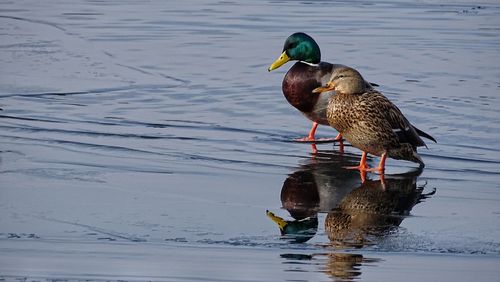 Duck swimming on lake