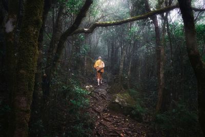 Rear view of man walking in forest