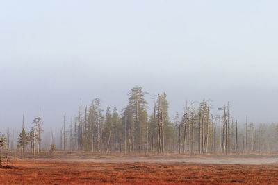 Trees on field against sky