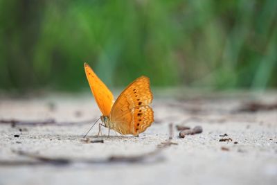 Close-up of butterfly on dry leaf