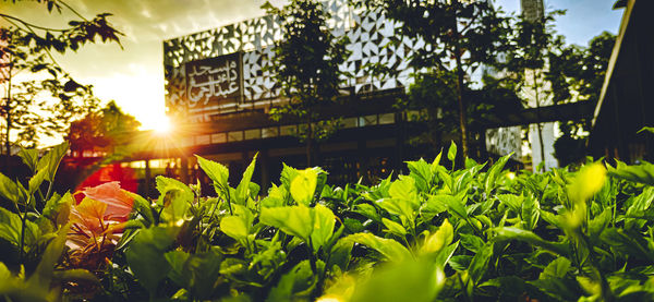 Close-up of plants against sky during sunset