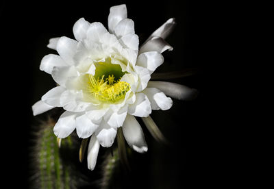 Close-up of white flowering plant against black background