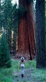 View of tree trunk in forest