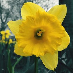 Close-up of yellow flower