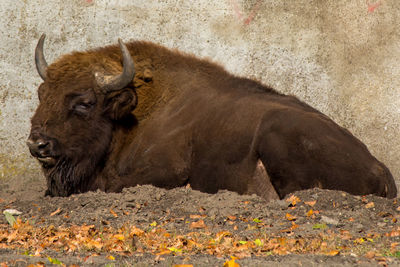Side view of cow standing on field