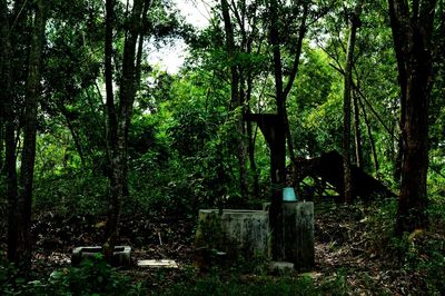 Trees in forest