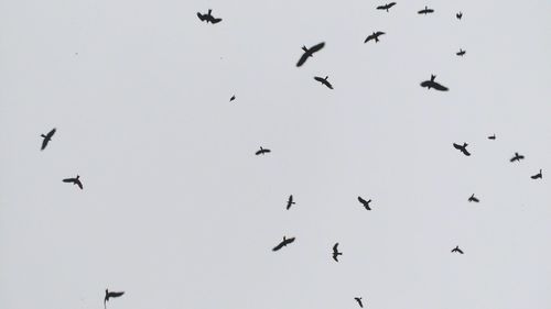 Low angle view of silhouette birds flying against clear sky