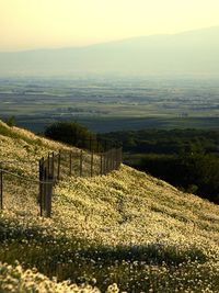 Scenic view of field against sky