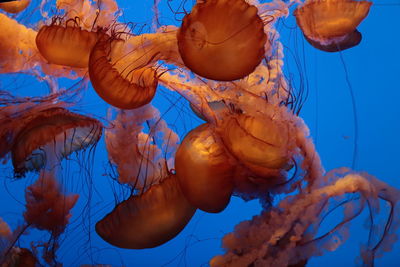 Close-up of jellyfish swimming in sea