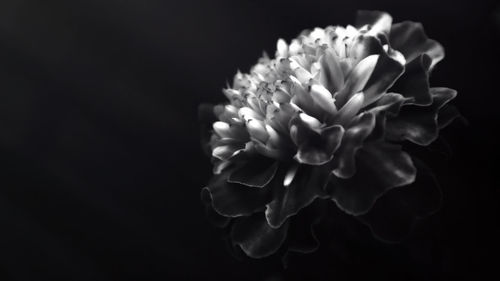 Close-up of flowers blooming against black background