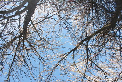 Low angle view of bare trees against clear sky