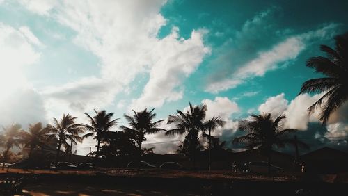 Panoramic shot of palm trees on field against sky