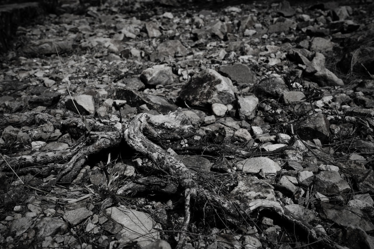 FULL FRAME SHOT OF DRIED LEAVES ON LAND