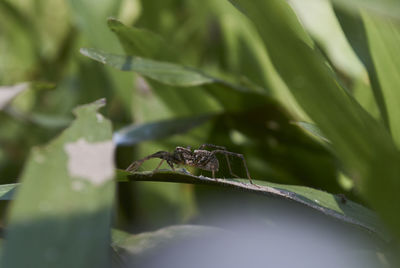 Close-up of spider on leaf
