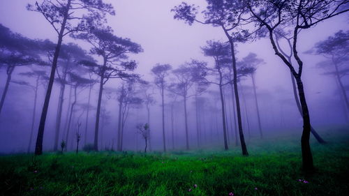 Trees in forest