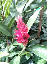 Close-up of red flower blooming outdoors