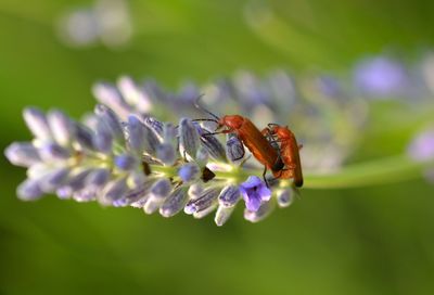 Close-up of insect on purple flower