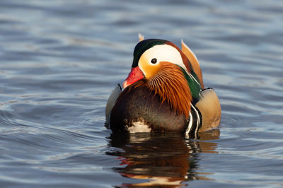 Duck swimming in lake