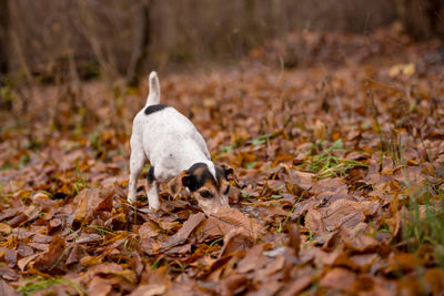 Small dog on dry leaves on land