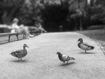 View of birds on the ground