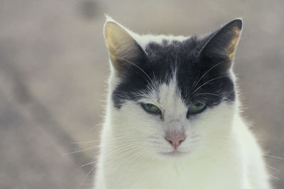 Close-up portrait of a cat