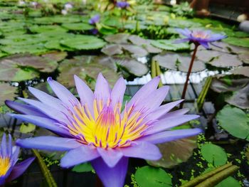 Close-up of water lily in lake