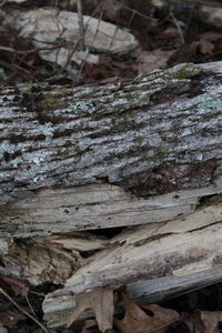 Close-up of tree trunk