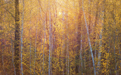 Pine trees in forest during autumn