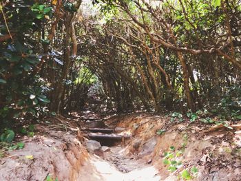 Trees growing in forest