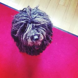 High angle view of a dog