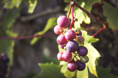 Close-up of grapes hanging from plant