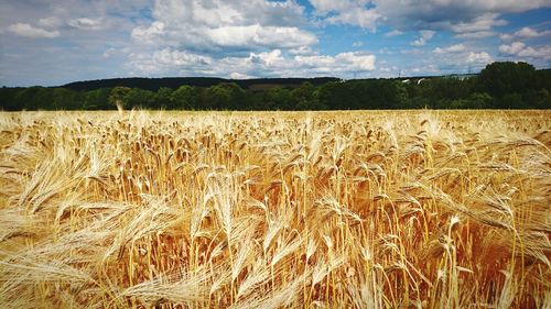 Scenic view of field against sky