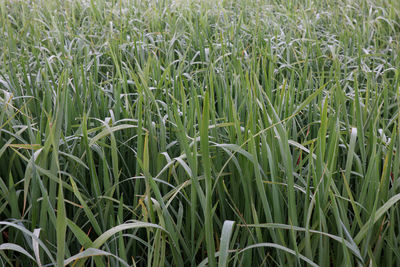 Full frame shot of corn field