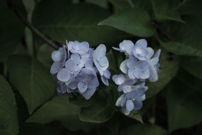 Close-up of purple hydrangea flowers