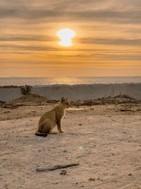 View of cat sitting on beach during sunset