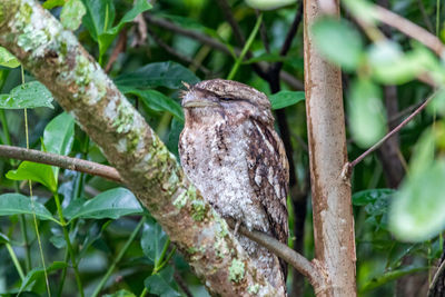 Close-up of bird perching on tree