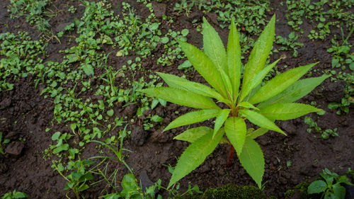 High angle view of plant growing on field