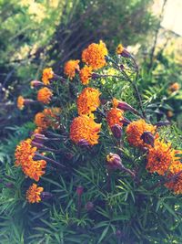 Close-up of orange marigold flowers
