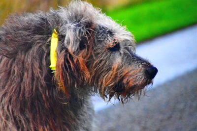 Close-up of dog looking away