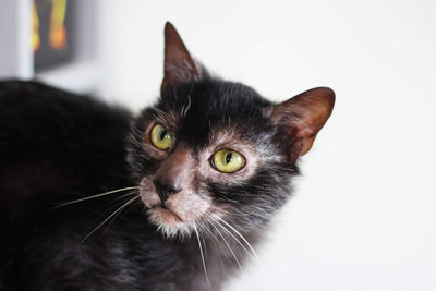 Close-up portrait of a cat