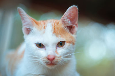 Close-up portrait of a cat